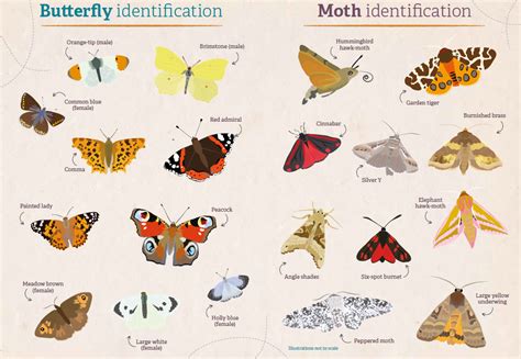 native british butterflies pictures